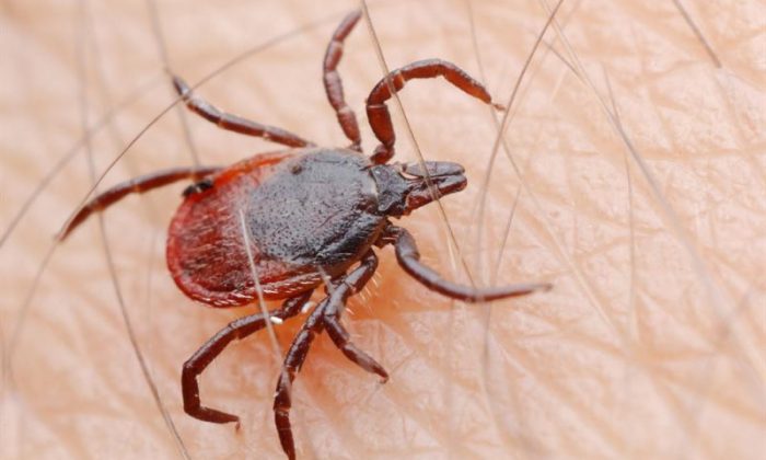 Bir Yanda Covid-19 ,Bir Yandan Kene