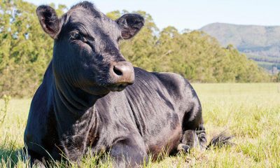 Bursa’da Yetiştirilmeye Başlandı… Etinin Kilosu 1000 Dolar