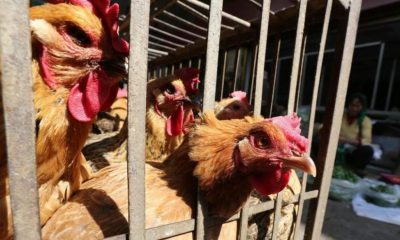 Bulgaristan`da Kuş Gribi Başladı