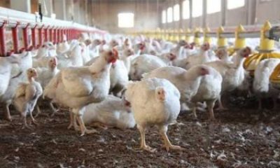 Asenovgrad Yakınlarında Bir Çiftlikte Kuş Gribi