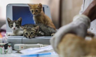 Danimarka’da Covid-19 Bulaşan Kediler Öldürüldü