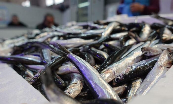 Hamsi Üç Ayda 2,2 Milyon Dolar Kazandırdı