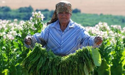 Bulgaristan`da Tütün Yardımları Dağıtılmaya Başlanıyor