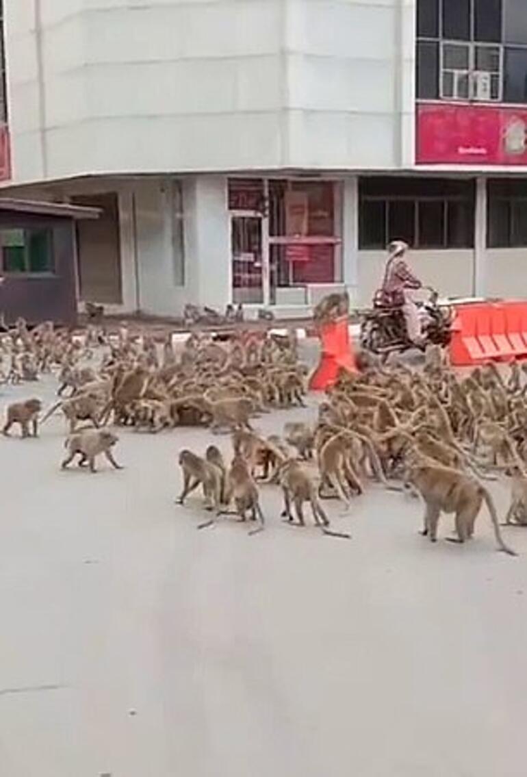 Korona geldi, sokaklar onlara kaldı... Vahşi maymun çetelerinin savaşı göreni şoke etti