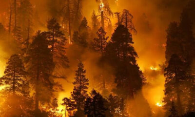 Arnavutluk’ta Birçok Noktada Orman Yangını Çıktı