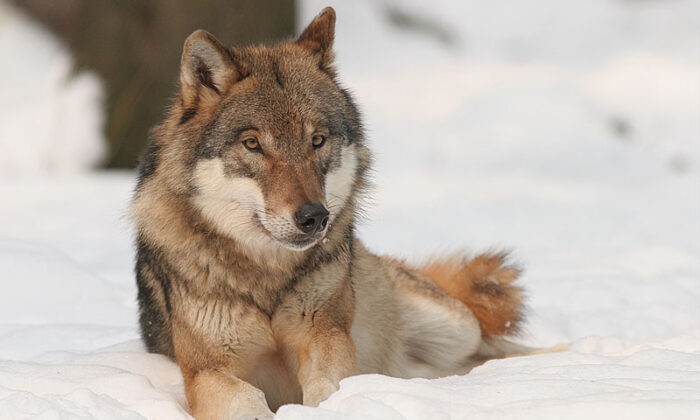 Bulgaristan Haskovo’da Hayvanat Bahçesinden Kaçan Kurt Panik Yarattı