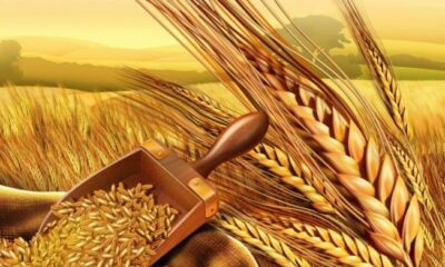 Makedonya Hükümetinden Buğday, Arpa, Mısır ve Una İhracat Yasağı