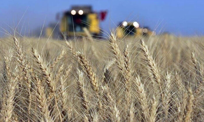 Bulgaristan, Kuzey Makedonya’ya Buğday İhracatı İçin Anlaşma Sağlandı