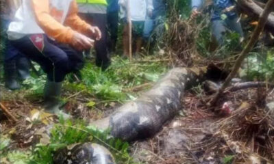 6 Metrelik Pitonun Midesinden Çıkan Herkesi Şok Etti