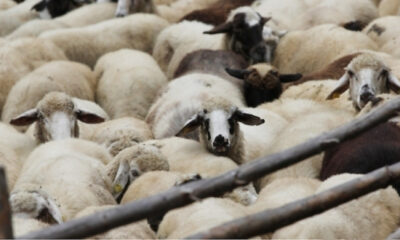 Çin, Bulgaristan’dan hayvan ve hayvansal ürün ithalatını yasakladı